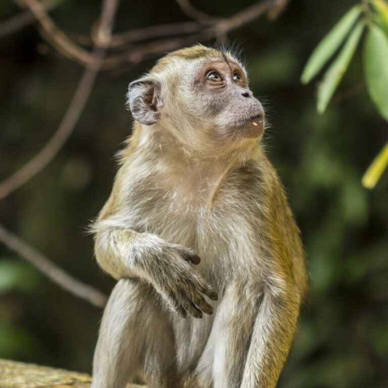 Monkey - Learn How to Sign